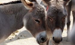 تقرير جديد يكشف عدد الحمير في العراق